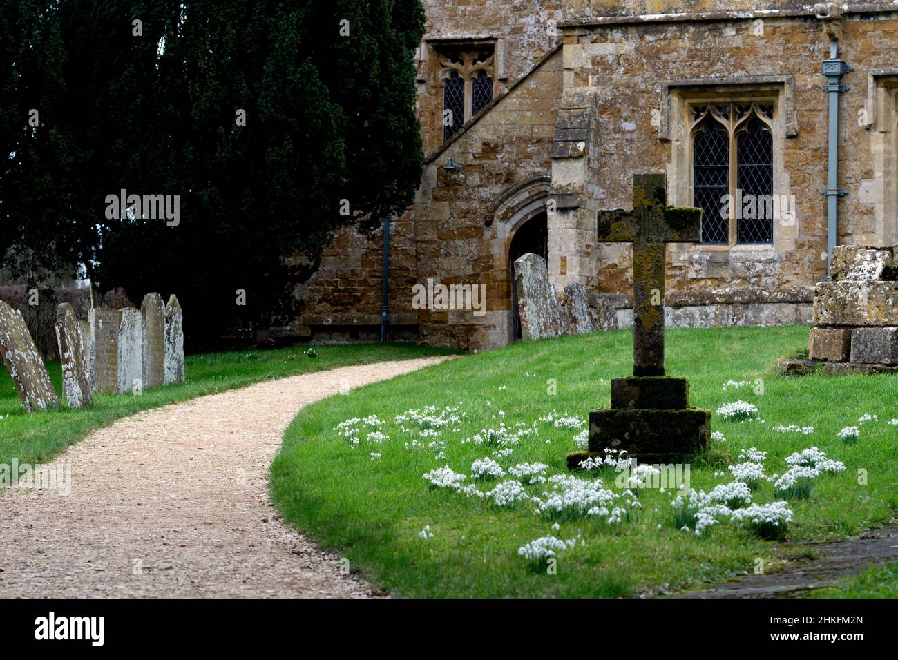 Snowdrops in St. Martin`s churchyard, Barcheston, Warwickshire, England, UK Stock Photo